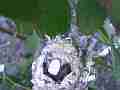 Allen's Hummignbird Chick breathing with cracked egg Cat.#V14400, 1920x1080 H.264 AVCHD (.MTS), 12 sec. at 30fps 