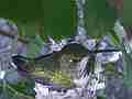 Allen's Hummignbird hen on nest Cat.#V14404, 1920x1080 H.264 AVCHD (.MTS), 20 sec. at 30fps 