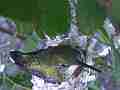 Allen's Hummignbird hen on nest slightly blurry Cat.#V14406, 1920x1080 H.264 AVCHD (.MTS), 17 sec. at 30fps 