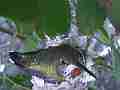Allen's Hummignbird hen fly-off Chick moving with cracked egg Cat.#V14407, 1920x1080 H.264 AVCHD (.MTS), 17 sec. at 30fps 
