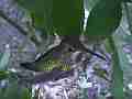 Allen's Hummignbird Chick in nest with cracked egg hen fly-in Cat.#V14408, 1920x1080 H.264 AVCHD (.MTS), 17 sec. at 30fps 