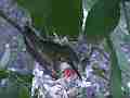 Allen's Hummignbird hen on nest Cat.#V14409, 1920x1080 H.264 AVCHD (.MTS), 14 sec. at 30fps 