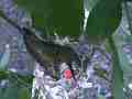 Allen's Hummignbird hen on nest Cat.#V14410, 1920x1080 H.264 AVCHD (.MTS), 14 sec. at 30fps 