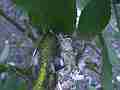 Allen's Hummignbird Chick moving in nest with cracked egg Cat.#V14414, 1920x1080 H.264 AVCHD (.MTS), 4 sec. at 30fps 