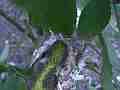 Allen's Hummignbird fly-in feed (can't see) Cat.#V14415, 1920x1080 H.264 AVCHD (.MTS), 18 sec. at 30fps 