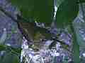 Allen's Hummignbird hen on nest Cat.#V14417, 1920x1080 H.264 AVCHD (.MTS), 19 sec. at 30fps 