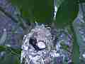 Allen's Hummignbird Chick breathing with cracked egg Cat.#V14421, 1920x1080 H.264 AVCHD (.MTS), 28 sec. at 30fps 