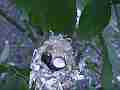 Allen's Hummignbird Chick moving with cracked egg Cat.#V14422, 1920x1080 H.264 AVCHD (.MTS), 28 sec. at 30fps 