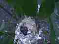 HB Chick moving in nest with egg.MTS Cat.#V14427, 1920x1080 H.264 AVCHD (.MTS), 16 sec. at 30fps 