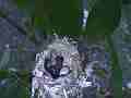 HB Chick moving in nest with egg.MTS Cat.#V14429, 1920x1080 H.264 AVCHD (.MTS), 22 sec. at 30fps 