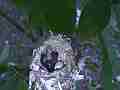 HB Chick moving in nest with egg.MTS Cat.#V14430, 1920x1080 H.264 AVCHD (.MTS), 47 sec. at 30fps 
