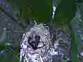 HB Chick in nest with cracked egg.MTS Cat.#V14431, 1920x1080 H.264 AVCHD (.MTS), 2 sec. at 30fps 