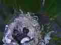 Allen's Hummignbird Chick moving with cracked egg hen fly-in Cat.#V14436, 1920x1080 H.264 AVCHD (.MTS), 30 sec. at 30fps 