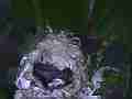 Allen's Hummignbird Chick moving with cracked egg Cat.#V14438, 1920x1080 H.264 AVCHD (.MTS), 19 sec. at 30fps 