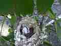 Allens Hummingbird chick in nest with crumpled egg Cat.#V14461, 1920x1080 H.264 AVCHD (.MTS), 12 sec. at 30fps 