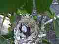 Allens Hummingbird Chick in nest with crumpled egg Cat.#V14465, 1920x1080 H.264 AVCHD (.MTS), 5 sec. at 30fps 