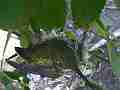 Allens Hummingbird hen on nest adjusting Cat.#V14467, 1920x1080 H.264 AVCHD (.MTS), 4 sec. at 30fps 