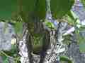 Allens Hummingbird Hen fly-in-off egg with small hole Cat.#V14472, 1920x1080 H.264 AVCHD (.MTS), 10 sec. at 30fps 