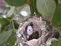 Allens Hummingbird chick and crumpled egg with 2 holes Cat.#V14479, 1920x1080 H.264 AVCHD (.MTS), 9 sec. at 30fps 