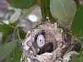 Allens Hummingbird chick and crumpled egg with 2 holes hen fly-in windy Cat.#V14480, 1920x1080 H.264 AVCHD (.MTS), 15 sec. at 30fps 