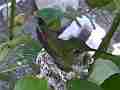 Allens Hummingbird hen in nest adjusting Cat.#V14483, 1920x1080 H.264 AVCHD (.MTS), 10 sec. at 30fps 