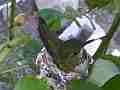 Allens Hummingbird hen in nest Cat.#V14486, 1920x1080 H.264 AVCHD (.MTS), 10 sec. at 30fps 