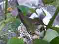 Allens Hummingbird chick in nest new angle Cat.#V14487, 1920x1080 H.264 AVCHD (.MTS), 14 sec. at 30fps 