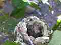 Allens Hummingbird chick moving in nest Cat.#V14494, 1920x1080 H.264 AVCHD (.MTS), 16 sec. at 30fps 