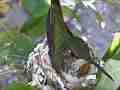 Allens Hummingbird quick fly-in Cat.#V14495, 1920x1080 H.264 AVCHD (.MTS), 8 sec. at 30fps 