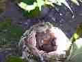 Allens Hummingbird chick in nest with sunspot Cat.#V14499, 1920x1080 H.264 AVCHD (.MTS), 11 sec. at 30fps 