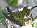Allens Hummingbird quick fly-in Cat.#V14507, 1920x1080 H.264 AVCHD (.MTS), 19 sec. at 30fps 
