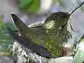 Allens Hummingbird hen adjusting sunspots Cat.#V14508, 1920x1080 H.264 AVCHD (.MTS), 22 sec. at 30fps 