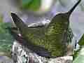 Allens Hummingbird chick in nest with sunspot Cat.#V14513, 1920x1080 H.264 AVCHD (.MTS), 20 sec. at 30fps 