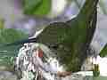 Allens Hummingbird hen on nest super zoom blurry at first Cat.#V14516, 1920x1080 H.264 AVCHD (.MTS), 15 sec. at 30fps 