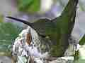 Allens Hummingbird beautiful super zoom hen on nest Cat.#V14517, 1920x1080 H.264 AVCHD (.MTS), 20 sec. at 30fps 