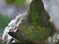 Allens Hummingbird super closer hen back view little blurry Cat.#V14520, 1920x1080 H.264 AVCHD (.MTS), 17 sec. at 30fps 