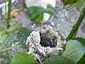 Allens Hummingbird quick fly-off Cat.#V14522, 1920x1080 H.264 AVCHD (.MTS), 4 sec. at 30fps 
