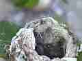 Allens Hummingbird chick in nest lifting head Cat.#V14529, 1920x1080 H.264 AVCHD (.MTS), 17 sec. at 30fps 