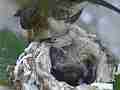 Allens Hummingbird excellent long feed and sit Cat.#V14531, 1920x1080 H.264 AVCHD (.MTS), 39 sec. at 30fps 