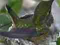 Allens Hummingbird quick fly-in fly-off leaves chick begging Cat.#V14532, 1920x1080 H.264 AVCHD (.MTS), 17 sec. at 30fps 