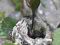 Allens Hummingbird excellent feed and sit Cat.#V14539, 1920x1080 H.264 AVCHD (.MTS), 29 sec. at 30fps 