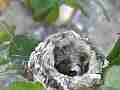 Allens Hummingbird nest with chick and egg Cat.#V14546, 1920x1080 H.264 AVCHD (.MTS), 11 sec. at 30fps 