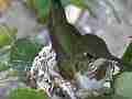 Allens Hummingbird just landed in nest and getting situated Cat.#V14547, 1920x1080 H.264 AVCHD (.MTS), 8 sec. at 30fps 
