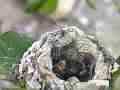 Allens Hummingbird chick begging with mouth wide open Cat.#V14549, 1920x1080 H.264 AVCHD (.MTS), 13 sec. at 30fps 