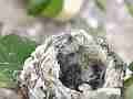 Allens Hummingbird chick begging with mouth less open Cat.#V14550, 1920x1080 H.264 AVCHD (.MTS), 11 sec. at 30fps 