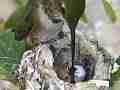 Allens Hummingbird great feeding shots and sitting Cat.#V14554, 1920x1080 H.264 AVCHD (.MTS), 38 sec. at 30fps 