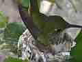 Allens Hummingbird hen spinning around in nest Cat.#V14558, 1920x1080 H.264 AVCHD (.MTS), 9 sec. at 30fps 