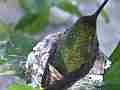 Allens Hummingbird close zoomed hen in nest back view Cat.#V14565, 1920x1080 H.264 AVCHD (.MTS), 8 sec. at 30fps 
