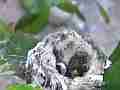 Allens Hummingbird hen getting situated in nest Cat.#V14567, 1920x1080 H.264 AVCHD (.MTS), 6 sec. at 30fps 