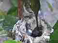 Allens Hummingbird excellent fly-in feeding chick shot with fly-off Cat.#V14572, 1920x1080 H.264 AVCHD (.MTS), 47 sec. at 30fps 